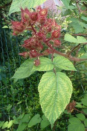 Rubus phoenicolasius \ Japanische Weinbeere, Rotborstige Himbeere / Wine Raspberry, D Bensheim 24.6.2016