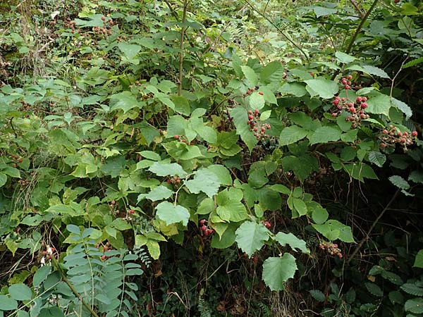 Rubus elegans ? \ Vielschwnzige Brombeere, D Bad Dürkheim-Hardenburg 11.8.2019