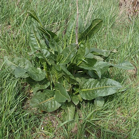 Rumex patientia \ Garten-Ampfer / Garden Dock, Patience Dock, D Rheinhessen, Frei-Laubersheim 13.4.2021