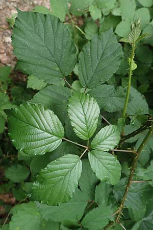 Rubus vulgaris \ Gewhnliche Brombeere / Common Bramble, D Eppstein 22.6.2019