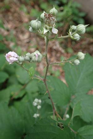 Rubus vulgaris \ Gewhnliche Brombeere / Common Bramble, D Eppstein 22.6.2019