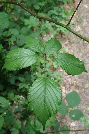 Rubus vulgaris \ Gewhnliche Brombeere / Common Bramble, D Eppstein 22.6.2019
