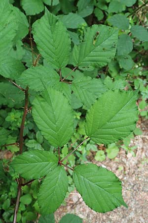 Rubus vulgaris \ Gewhnliche Brombeere / Common Bramble, D Eppstein 22.6.2019