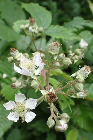 Rubus vulgaris \ Gewhnliche Brombeere / Common Bramble, D Eppstein 22.6.2019