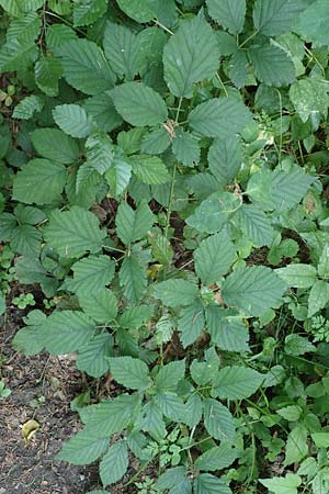 Rubus vulgaris \ Gewhnliche Brombeere / Common Bramble, D Trendelburg-Wülmersen 28.7.2019