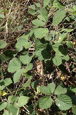 Rubus vestitus \ Samt-Brombeere / Velvet Bramble, D Krickenbecker Seen 27.7.2020