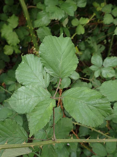 Rubus vigorosus \ ppige Brombeere / Strong Bramble, D Krickenbecker Seen 27.7.2020