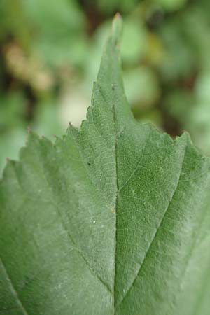 Rubus vigorosus \ ppige Brombeere / Strong Bramble, D Krickenbecker Seen 27.7.2020
