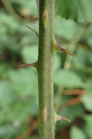 Rubus vigorosus \ ppige Brombeere / Strong Bramble, D Krickenbecker Seen 27.7.2020