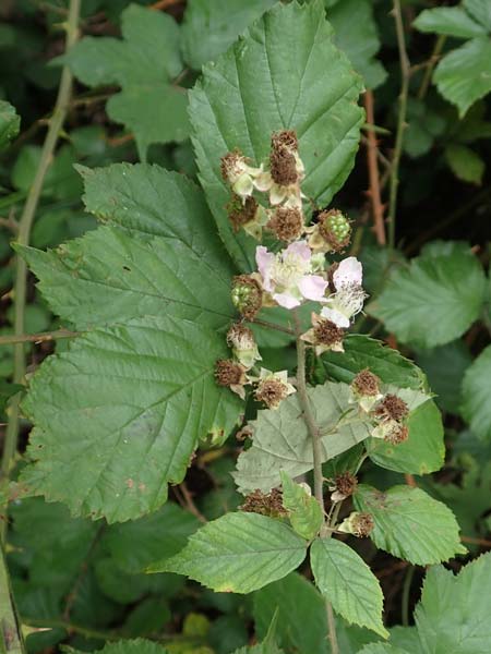 Rubus vigorosus \ ppige Brombeere / Strong Bramble, D Krickenbecker Seen 27.7.2020
