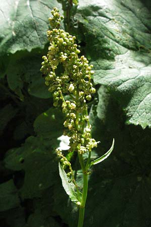 Rumex alpestris \ Berg-Sauerampfer / Mountain Dock, D Schwarzwald/Black-Forest, Feldberg 24.6.2007