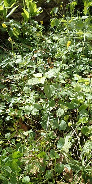 Ranunculus arundinoides \ Angelrutenartiger Gold-Hahnenfu / False Fishing-Rod Goldilocks, D Korschenbroich-Neersbroich 23.4.2017