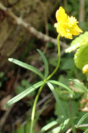 Ranunculus arundinoides \ Angelrutenartiger Gold-Hahnenfu / False Fishing-Rod Goldilocks, D Korschenbroich-Neersbroich 23.4.2017