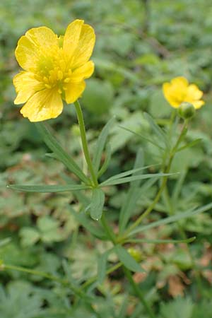 Ranunculus arundinoides \ Angelrutenartiger Gold-Hahnenfu / False Fishing-Rod Goldilocks, D Korschenbroich-Neersbroich 23.4.2017