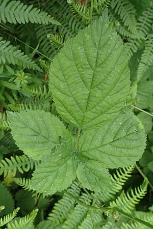 Rubus camptostachys \ Bewimperte Haselblatt-Brombeere / Hairy Bramble, D Herne 10.6.2020