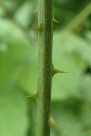 Rubus camptostachys \ Bewimperte Haselblatt-Brombeere / Hairy Bramble, D Herne 10.6.2020