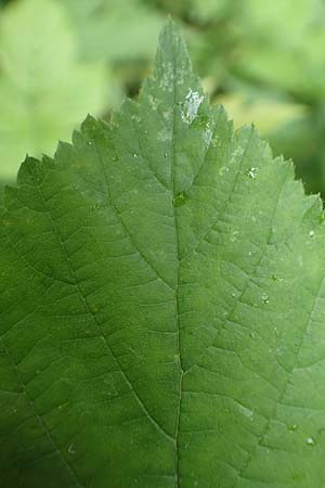 Rubus camptostachys \ Bewimperte Haselblatt-Brombeere / Hairy Bramble, D Herne 10.6.2020