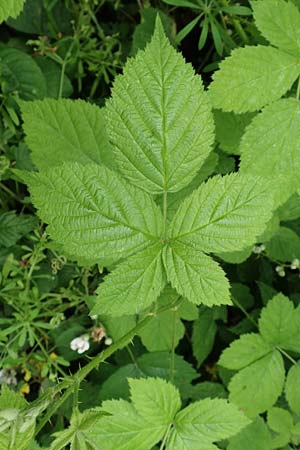 Rubus camptostachys \ Bewimperte Haselblatt-Brombeere / Hairy Bramble, D Herne 10.6.2020