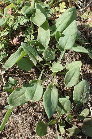 Rumex acetosella \ Kleiner Sauer-Ampfer / Sheep's Sorrel, D Brandenburg, Havelaue-Gülpe 17.9.2020
