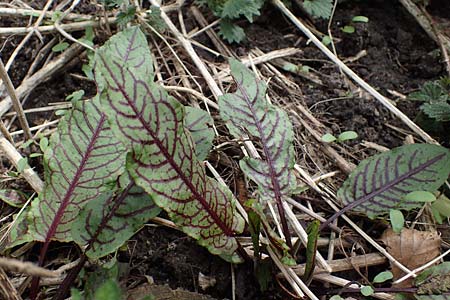 Rumex rugosus \ Garten-Sauer-Ampfer / Wrinkled Sorrel, D Burg Frankenstein 10.4.2023