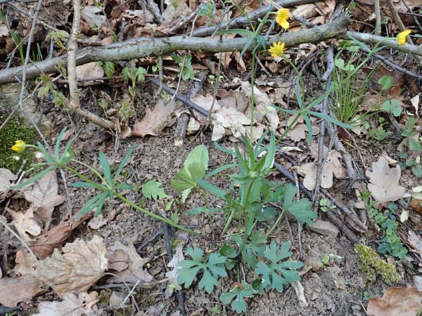 Ranunculus arundo \ Angelruten-Gold-Hahnenfu / Fishing-Rod Goldilocks, D Nettersheim-Holzmülheim 23.4.2017