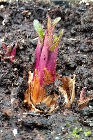Silphium perfoliatum \ Durchwachsene Silphie, Verwachsenblttrige Becherpflanze / Cup Plant, D Emsdetten 15.1.2019 (Photo: Josef Berkemeyer)