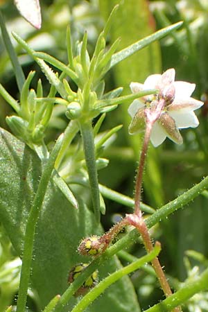 Spergula arvensis \ Acker-Sprgel / Corn Spurrey, D Erlenbach am Main 28.4.2016