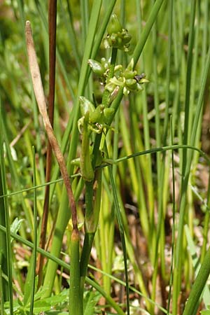 Scheuchzeria palustris \ Blumenbinse, Blasensimse / Rannoch Rush, Marsh Scheuchzeria, D Pfronten 28.6.2016