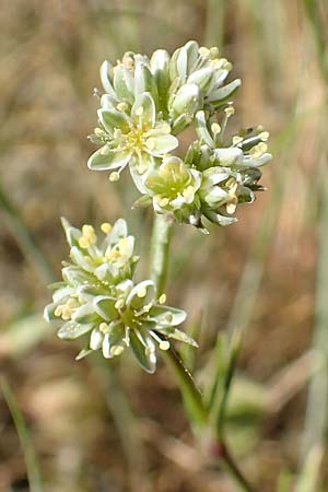 Scleranthus perennis \ Ausdauerndes Knuelkraut / Perennial Knawel, D Herborn 9.5.2018