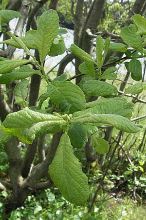 Salix aurita \ Ohr-Weide / Eared Willow, D Schwarzwald/Black-Forest, Feldsee 18.5.2007