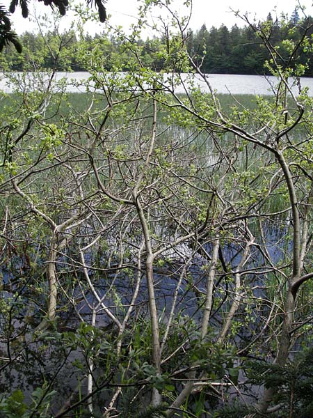 Salix aurita \ Ohr-Weide / Eared Willow, D Schwarzwald/Black-Forest, Feldsee 18.5.2007
