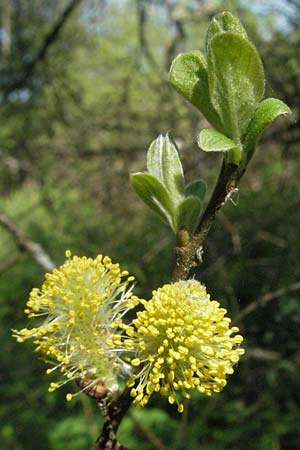 Salix aurita \ Ohr-Weide / Eared Willow, D Villingen-Schwenningen 18.5.2007