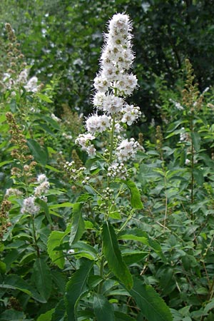 Spiraea alba \ Weier Spierstrauch / Pale Bridewort, D Enkenbach-Alsenborn 20.7.2008