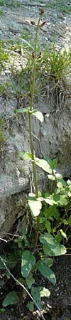 Scrophularia auriculata \ Wasser-Braunwurz / Water Figwort, D Eggenstein-Leopoldshafen 28.6.2015