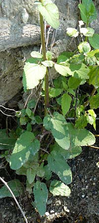 Scrophularia auriculata \ Wasser-Braunwurz / Water Figwort, D Eggenstein-Leopoldshafen 28.6.2015