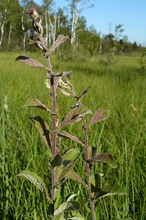 Salix aurita \ Ohr-Weide / Eared Willow, D Leutkirch 10.7.2015