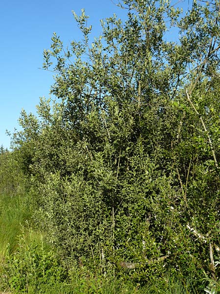 Salix aurita \ Ohr-Weide / Eared Willow, D Leutkirch 10.7.2015