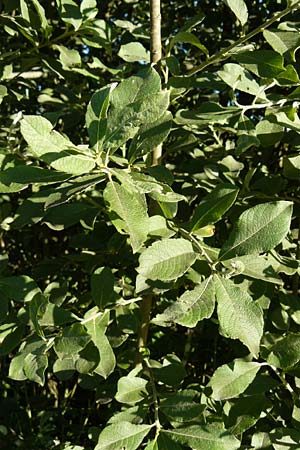 Salix aurita \ Ohr-Weide / Eared Willow, D Leutkirch 10.7.2015