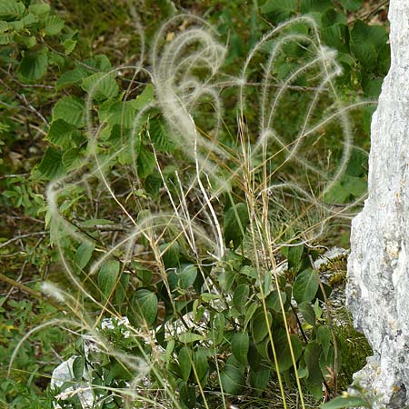 Stipa eriocaulis subsp. austriaca \ Zierliches Federgras / Austrian Feather-Grass, D Beuron 26.6.2018
