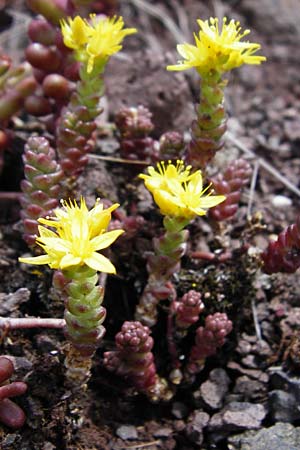 Sedum acre \ Scharfer Mauerpfeffer / Biting Stonecrop, D Bad Münster am Stein - Niederhausen 6.6.2015