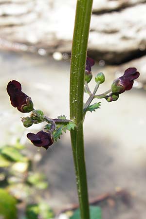 Scrophularia auriculata \ Wasser-Braunwurz / Water Figwort, D Eggenstein-Leopoldshafen 28.6.2015