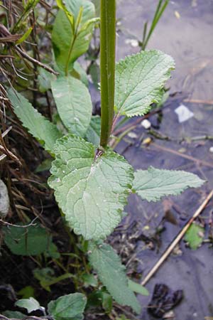 Scrophularia auriculata \ Wasser-Braunwurz / Water Figwort, D Eggenstein-Leopoldshafen 28.6.2015