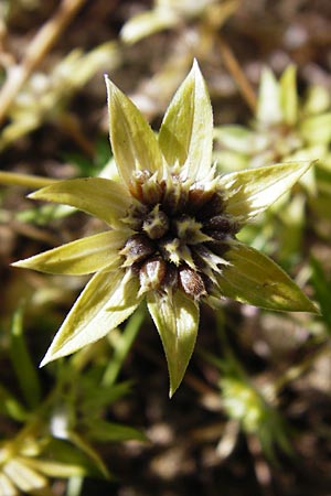 Sherardia arvensis \ Ackerrte / Field Madder, D Mühlacker-Großglattbach 6.7.2015