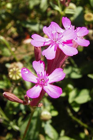 Silene armeria \ Nelken-Leimkraut / Sweet-William Campion, D Nördlingen 10.7.2015