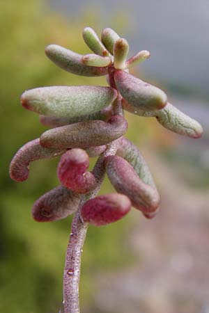 Sedum album \ Weier Mauerpfeffer / White Stonecrop, D Koblenz 15.8.2015
