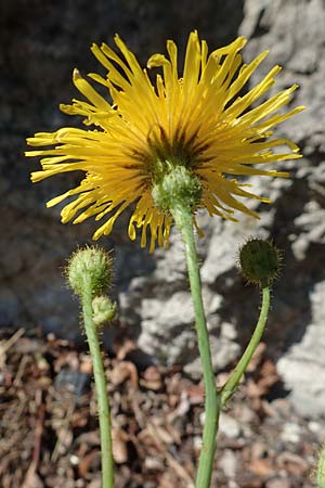 Sonchus arvensis \ Acker-Gnsedistel / Perennial Sow-Thistle, Common Field Sow-Thistle, D Schwenningen (Schwäb. Alb) 26.7.2015