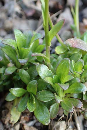 Arabis soyeri \ Soyers G�nsekresse, Gl�nzende G�nsekresse / Soyer's Rock-Cress, D Botan. Gar.  Universit.  Heidelberg 21.4.2016