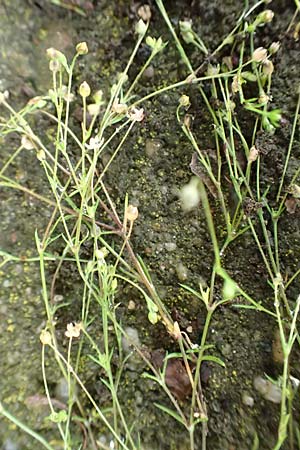 Sagina procumbens \ Niederliegendes Mastkraut / Procumbent Pearlwort, D Lützelbach 25.6.2016
