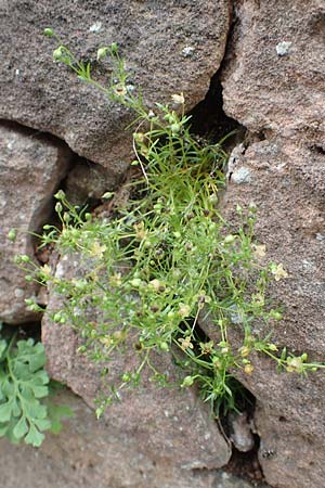 Sagina procumbens \ Niederliegendes Mastkraut / Procumbent Pearlwort, D Lützelbach 25.6.2016