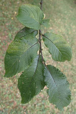 Salix appendiculata \ Schlucht-Weide / Large-Leaved Willow, D Botan. Gar.  Universit.  Tübingen 3.9.2016